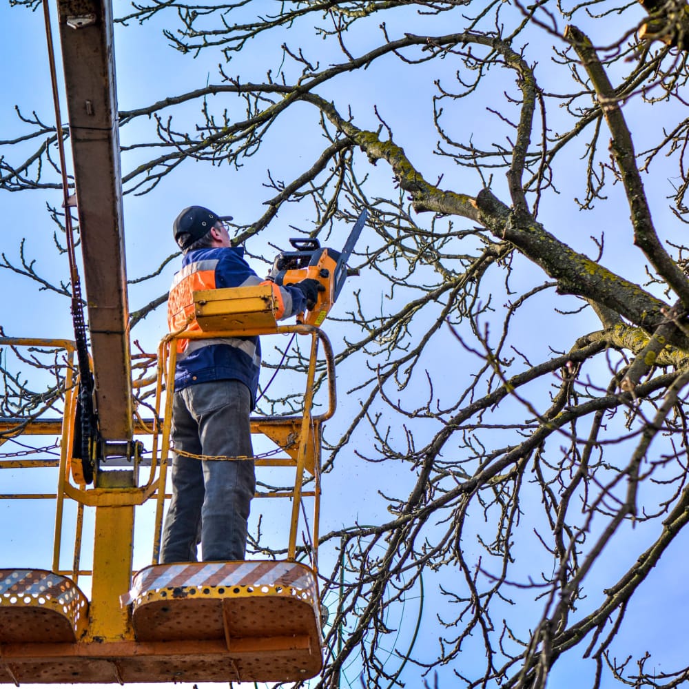 tree pruning