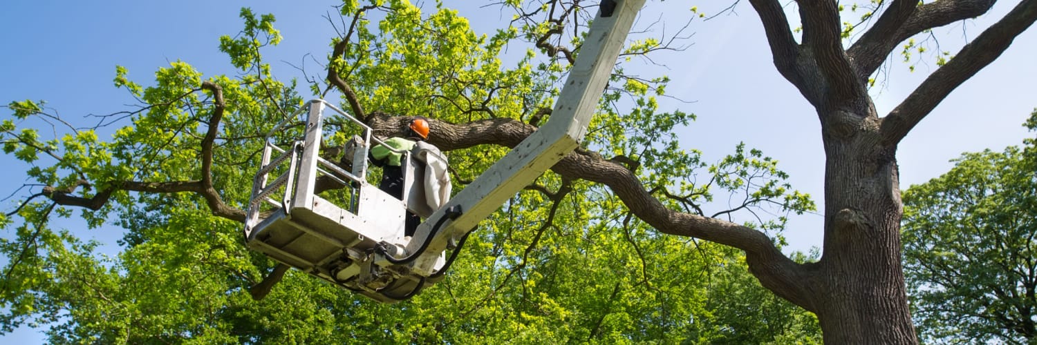 tree service