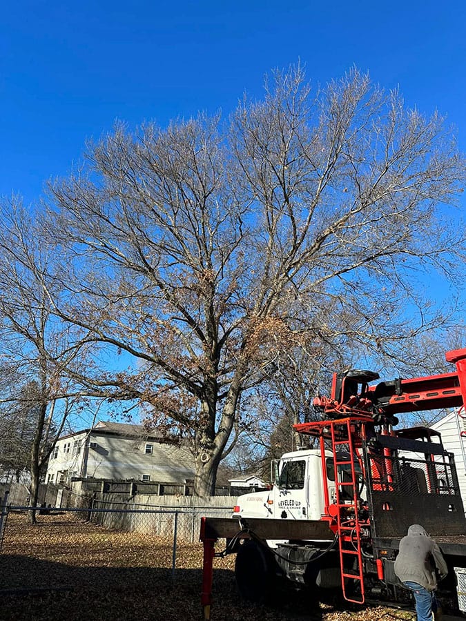 Tree Trimming Peoria IL