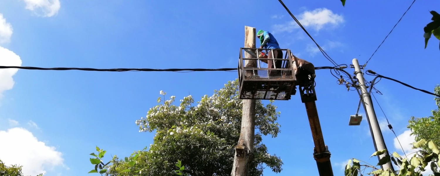 Emergency Tree Removal Bloomington IL