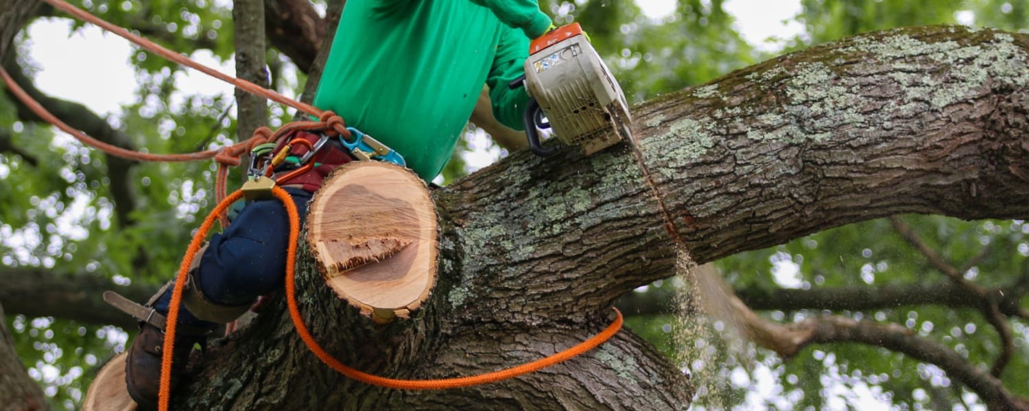 Emergency Tree Removal Normal IL