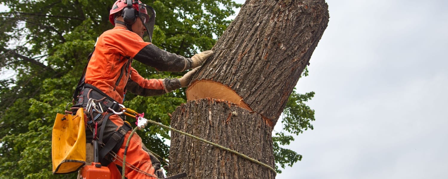 Emergency Tree Removal Normal IL