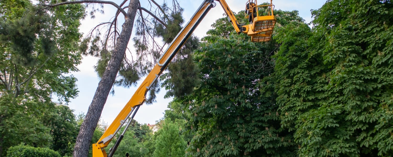 Tree Removal Bloomington IL