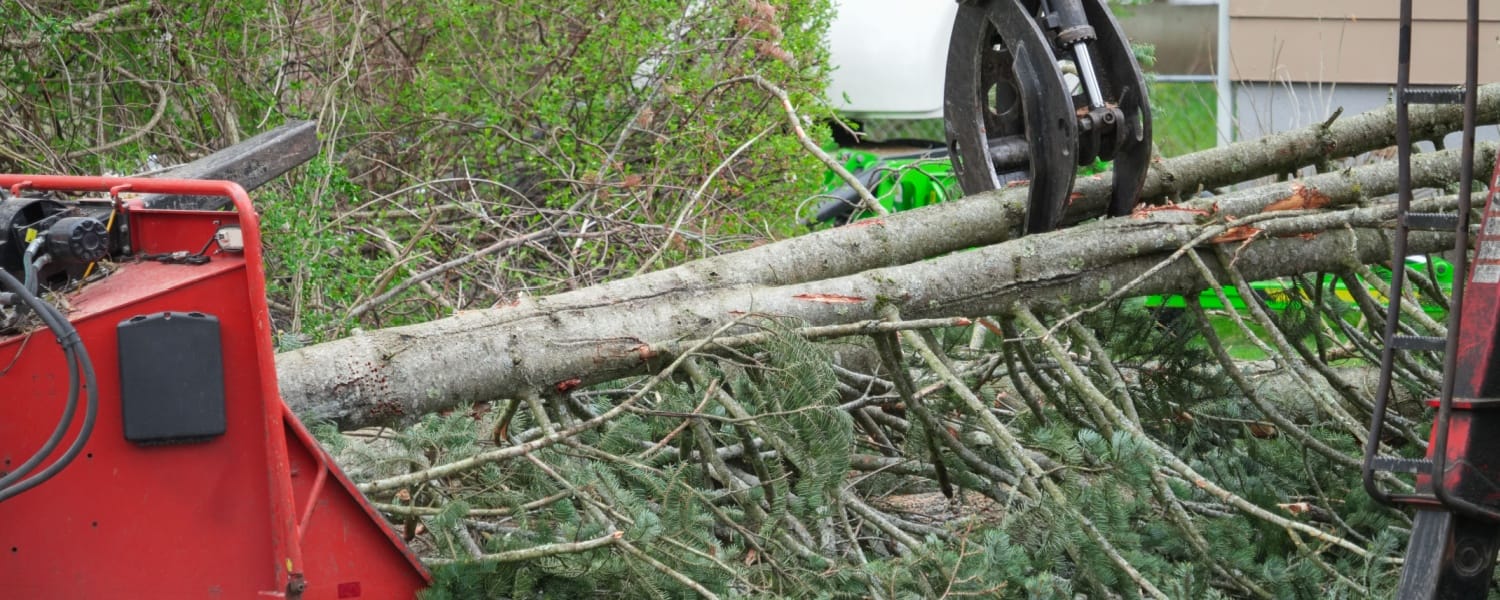 Tree Removal Bloomington IL