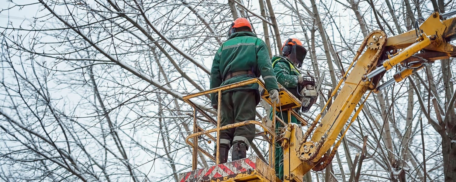 Tree Removal Normal IL