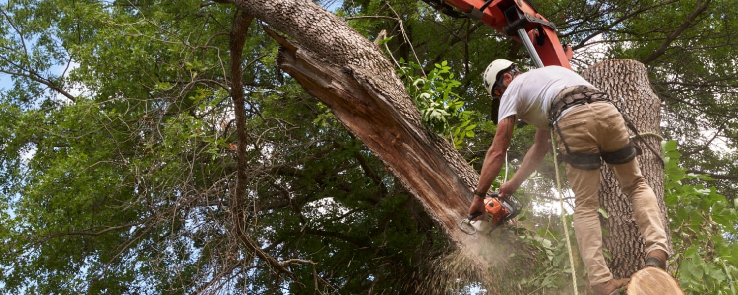 Tree Removal Peoria IL