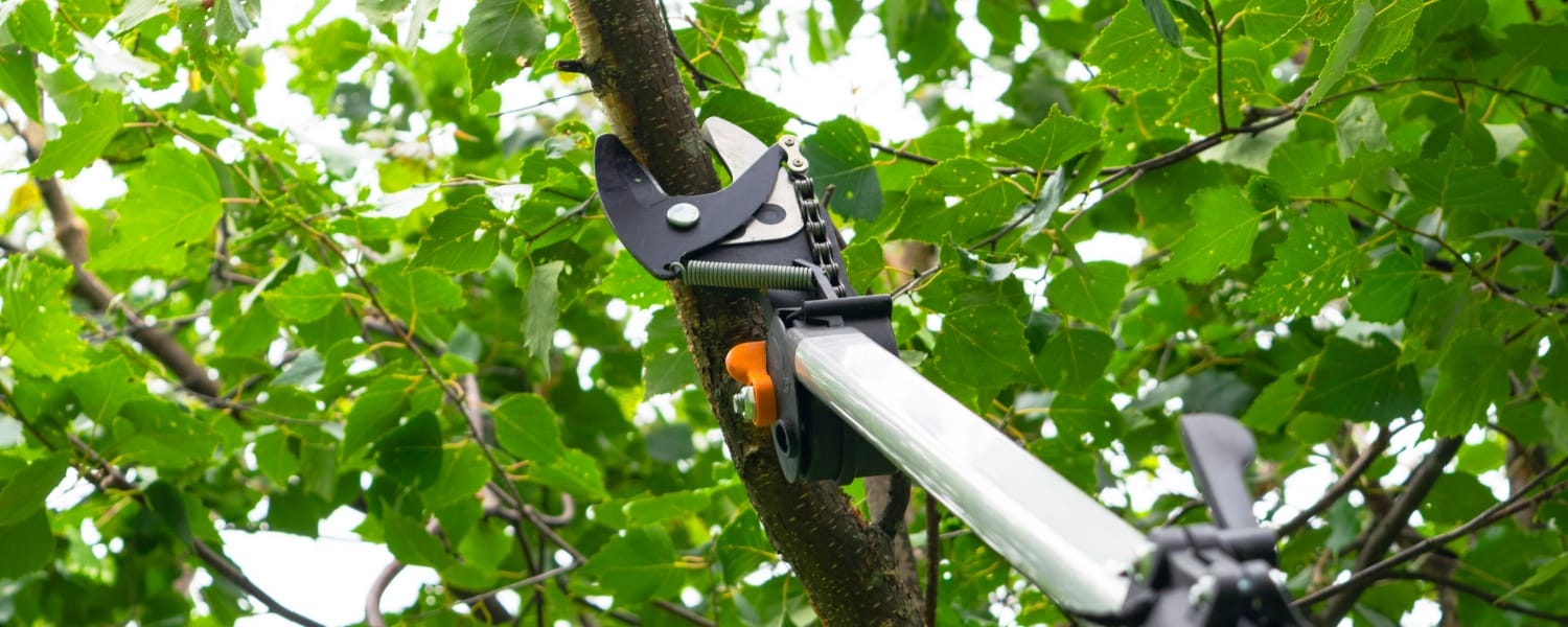 Tree Service Chillicothe IL