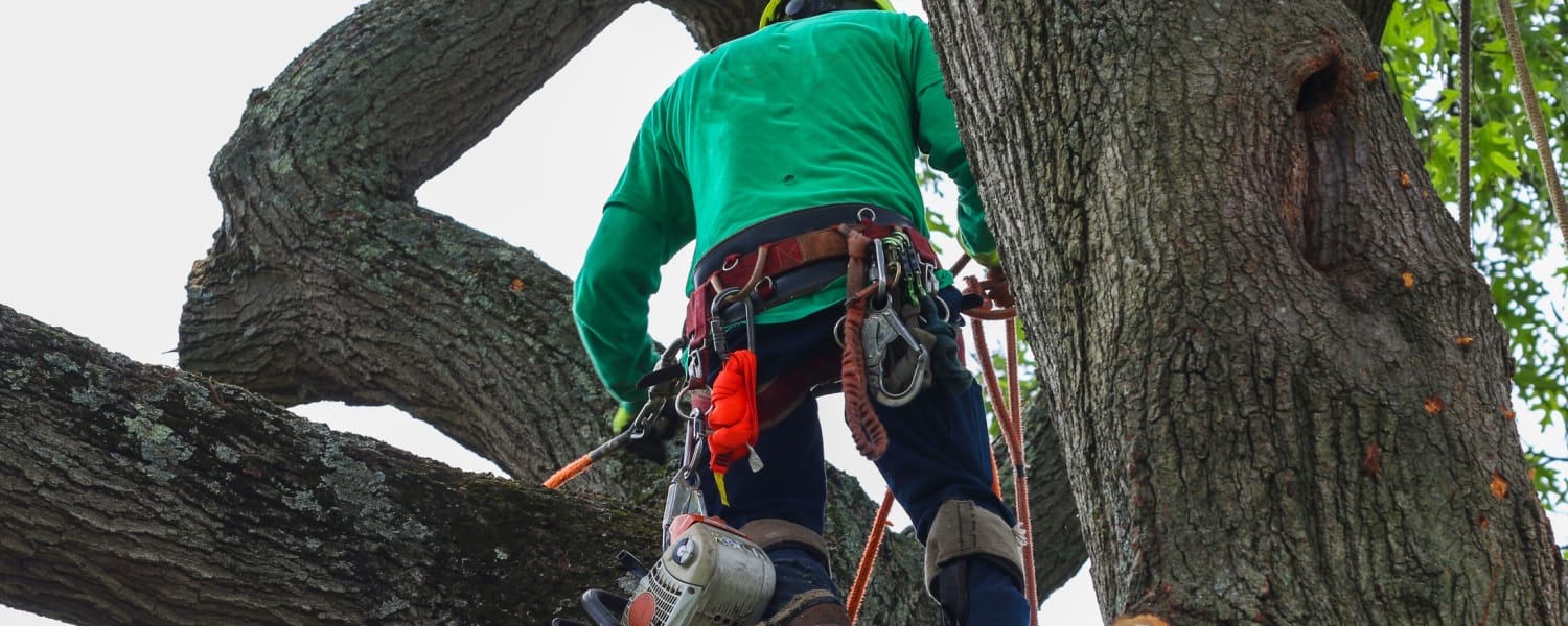 Tree Service Metamora IL