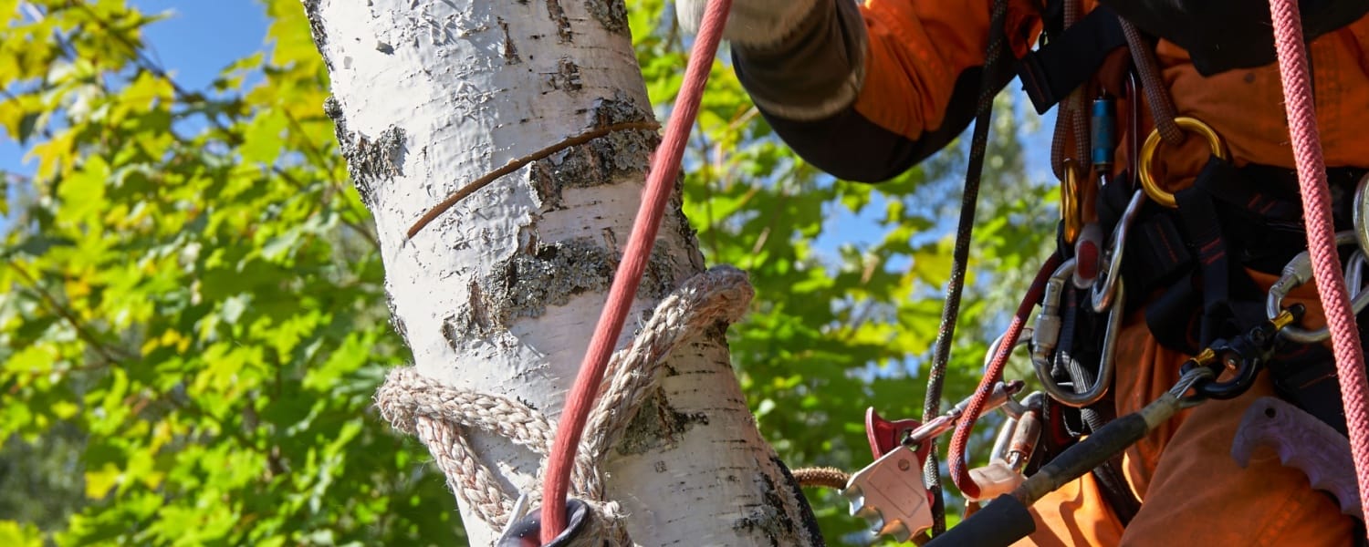 Tree Service Morton IL