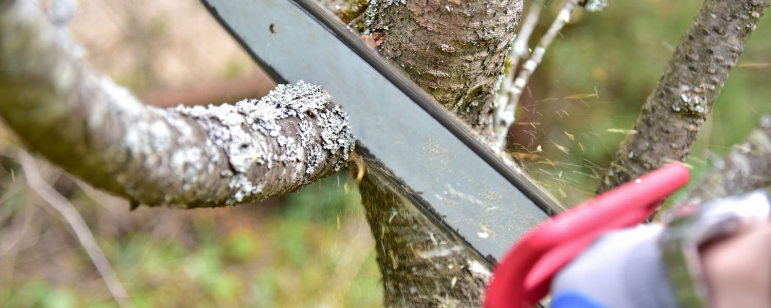 Tree Service Washington IL