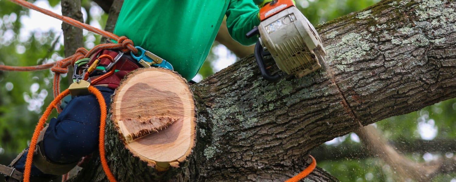 Tree Trimming Bloomington IL