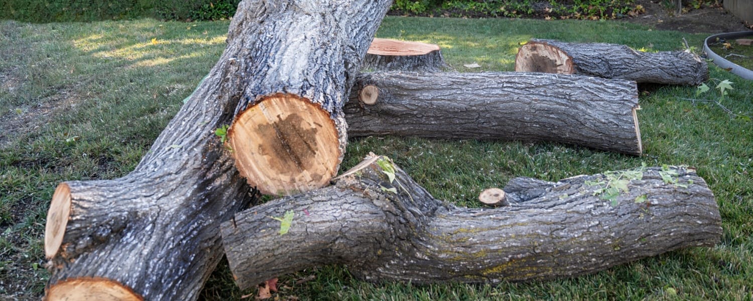 Tree Trimming Bloomington IL