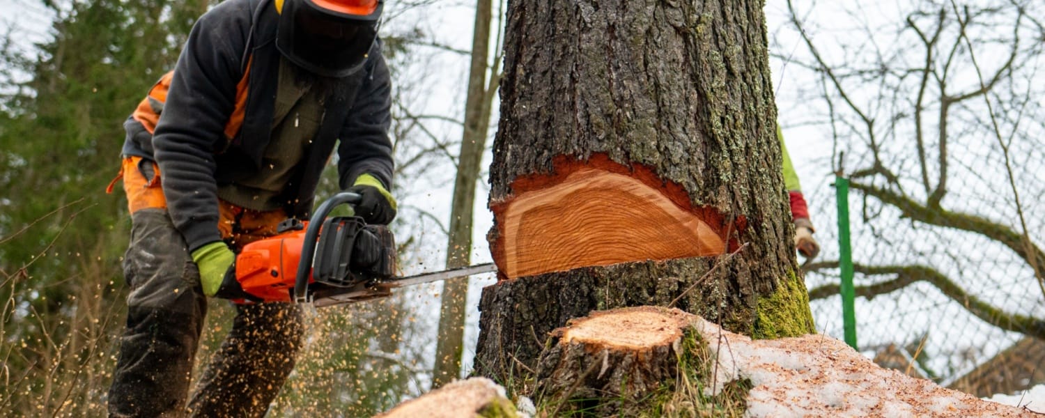 Tree Service Bloomington IL