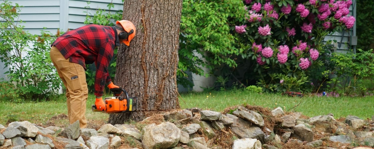 Tree Service Bloomington IL