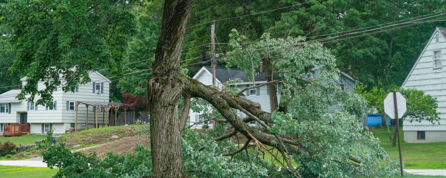 Tree Service Normal IL