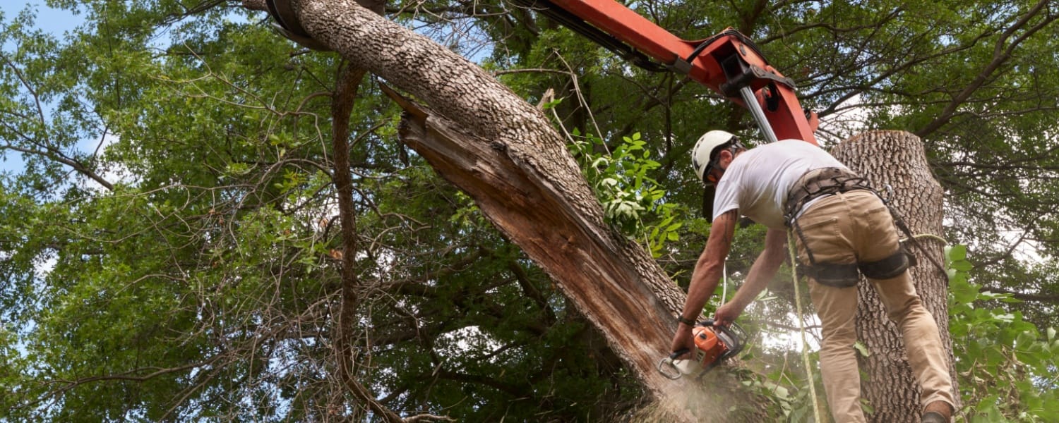 Tree Service Pekin IL